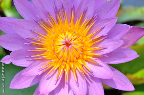 lotus flower background