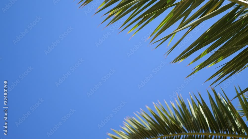 Green palm leaves flutter in wind against background of sunlight and blue of sky. Place for your text. 4k video in ProRes 3840x2160 Green palm leaves flutter in wind against background of sunlight and blue of sky. Place for your text. 4k video in ProRes 3840x2160
