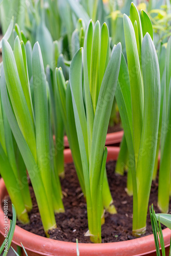 Green beautiful stems. Natural background. Spring seedlings of a plant.