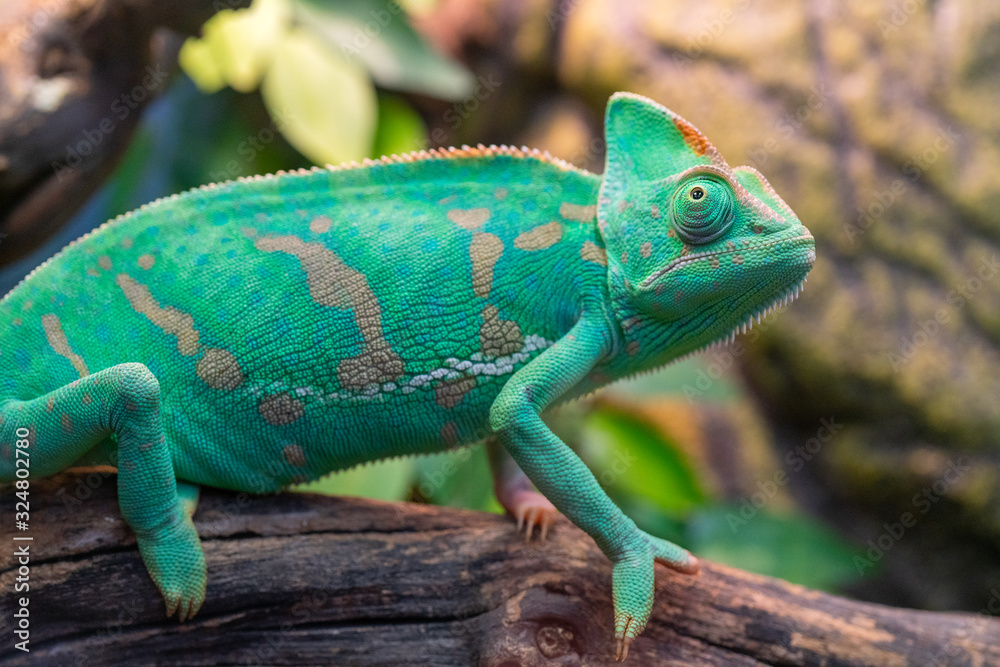 Obraz premium Young green chameleon. Natural habitat. Cute pet. Fauna of nature.