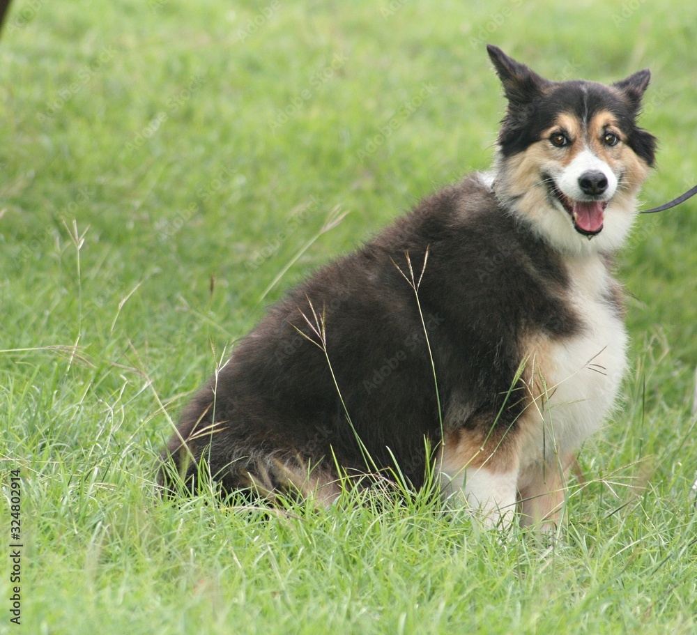 Wide side view of a big dog sitting on a grassy area Wide side view of a big dog sitting on a grassy area