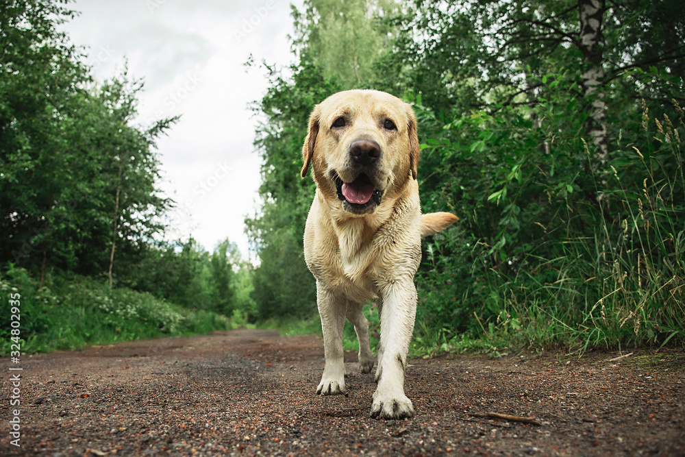 Labrador Retriever on grassy path in countryside Labrador Retriever on grassy path in countryside