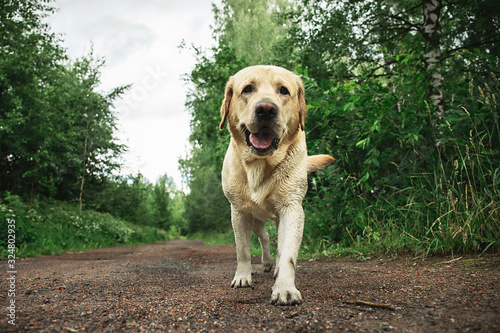 Labrador Retriever on grassy path in countryside