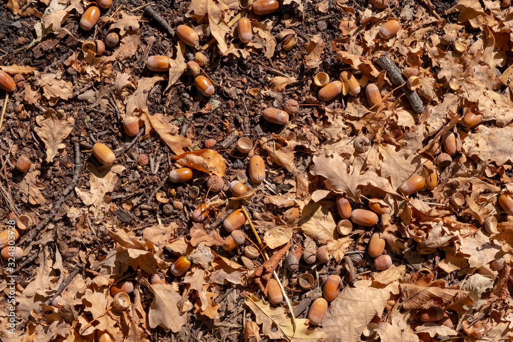 Acorns and dry oak leaves on the ground, texture background. Autumn forest. Acorns and dry oak leaves on the ground, texture background. Autumn forest.