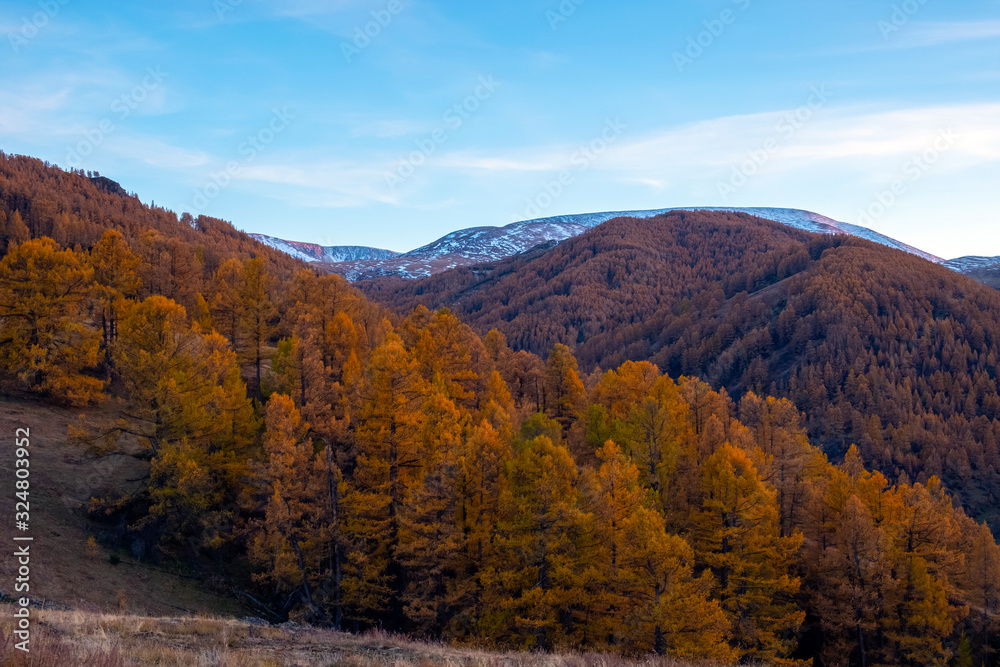 Evening in the mountains. Yellow larches in the mountains.