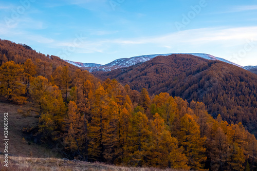 Evening in the mountains. Yellow larches in the mountains.