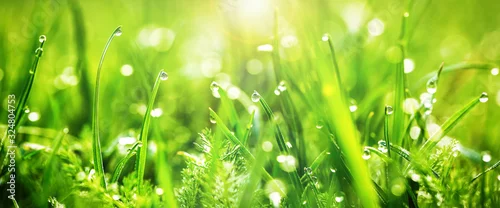 Panel kuchenny z motywem Fresh juicy young grass in droplets of morning dew, spring on a nature macro. Drops of water on the grass, natural wallpaper, panoramic view, soft focus. 