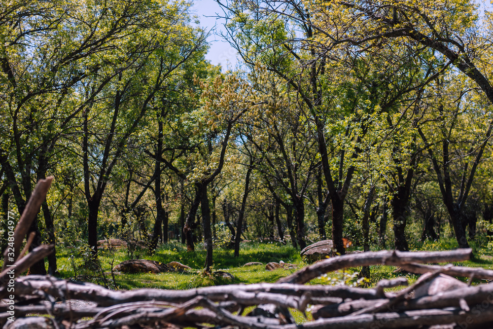 Bosque Bosque