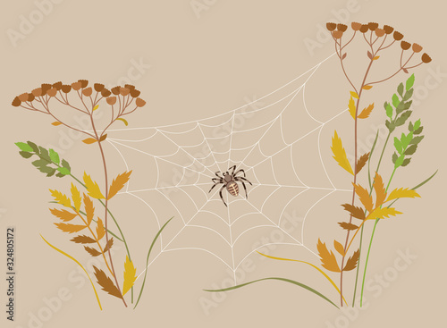 Big Spider on Web between Two Plant Stems