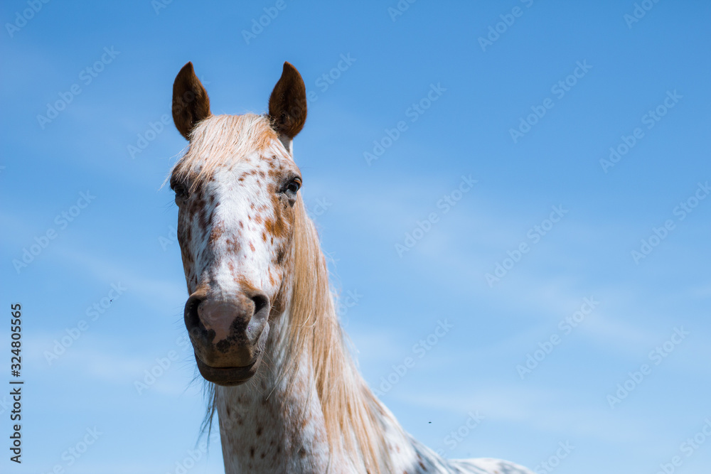 Retrato de un caballo blanco con manchas marrones