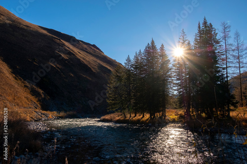 Sunset on river in autumn with sun shining shrough pines. Beautiful river in Altai mountains in autumn. Kazakhstan nature.