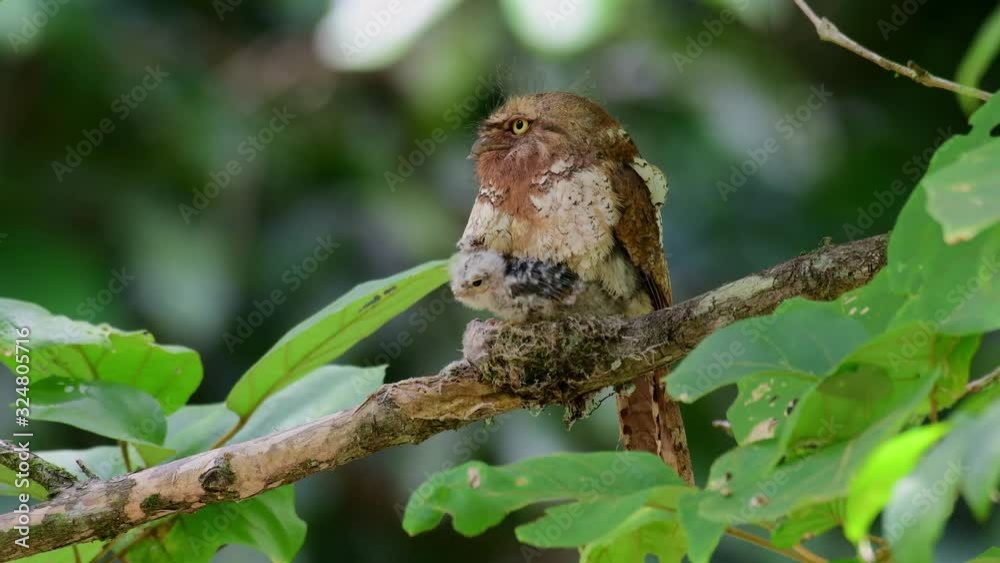 Javan Frogmouth, Batrachostomus javensis; sitting on its nest while shaking its body as the nestlings stretch their wings out and opening their mouths. Javan Frogmouth, Batrachostomus javensis; sitting on its nest while shaking its body as the nestlings stretch their wings out and opening their mouths.