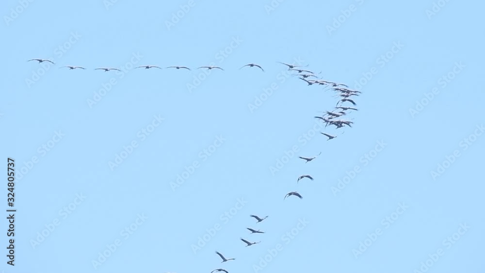 Common Cranes or Eurasian Cranes (Grus Grus) birds with a juvenile flying in mid air during migration Common Cranes or Eurasian Cranes (Grus Grus) birds with a juvenile flying in mid air during migration