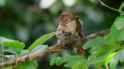 Javan Frogmouth, Batrachostomus javensis; sitting on its nest while shaking its body as the nestlings stretch their wings out and opening their mouths. photo