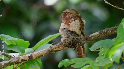 Javan Frogmouth, Batrachostomus javensis; facing to the left with its eyes wide open while on its nest while shaking to expose the nestlings out to reposition them. photo