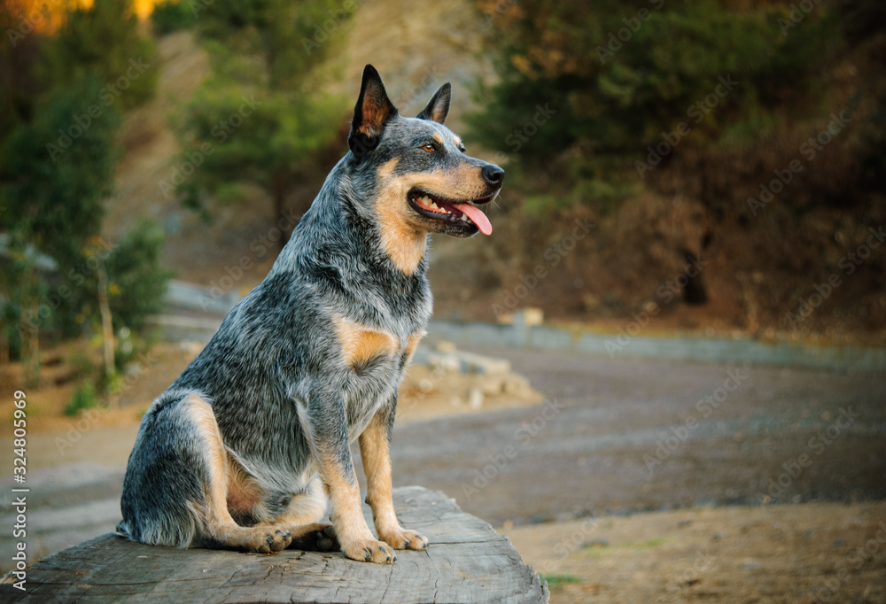 Australian Cattle Dog sitting in wooden bench