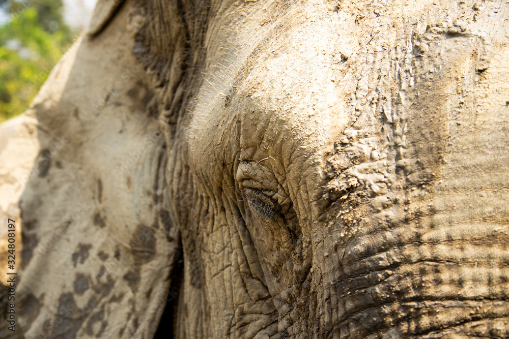 Old elephant in Chiang Mai Thailand Old elephant in Chiang Mai Thailand