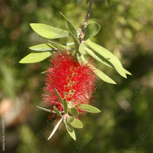 Red Bottlebrush flower, in a garden in Spain