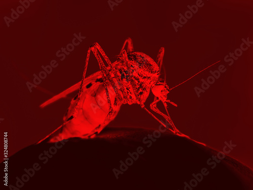 Mosquito Danger Concept - Encephalitis, Yellow Fever, Malaria Disease, Mayaro or Zika Virus Infected Parasite Insect on Red Background