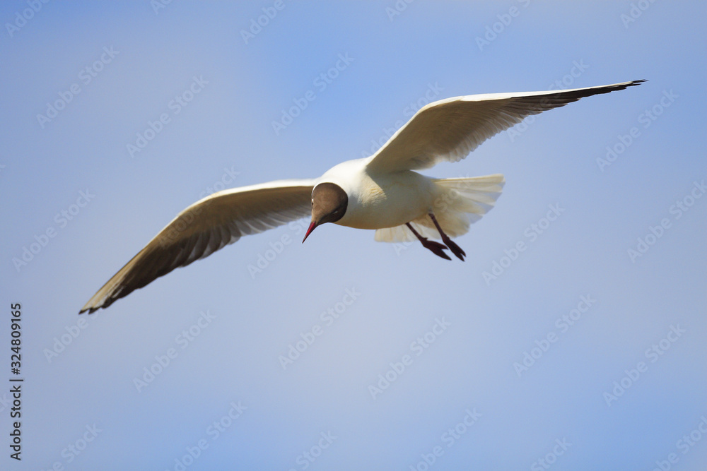 Single Black-headed gull - latin Larus ridibundus or Chroicocephalus ridibundus - known also as Laughing gull bird in flight during the spring mating season in wetlands of north-eastern Poland Single Black-headed gull - latin Larus ridibundus or Chroicocephalus ridibundus - known also as Laughing gull bird in flight during the spring mating season in wetlands of north-eastern Poland