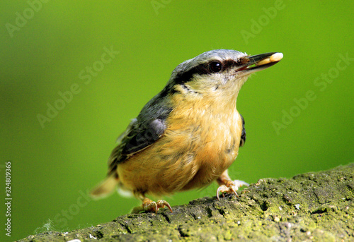 Single Eurasian Nuthatch bird - latin Sitta europaea - known also as Wood Nuthatch on a tree branch during the spring mating season in wetlands of north-eastern Poland