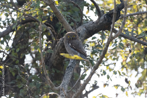 Jungle owlet, or barred jungle owlet, is found in the Indian Subcontinent. The species is often found singly, in pairs or small groups