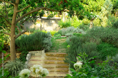 Slika na platnu Cottage garden on green backyard, landscape decorate with roses, rosemary herb,