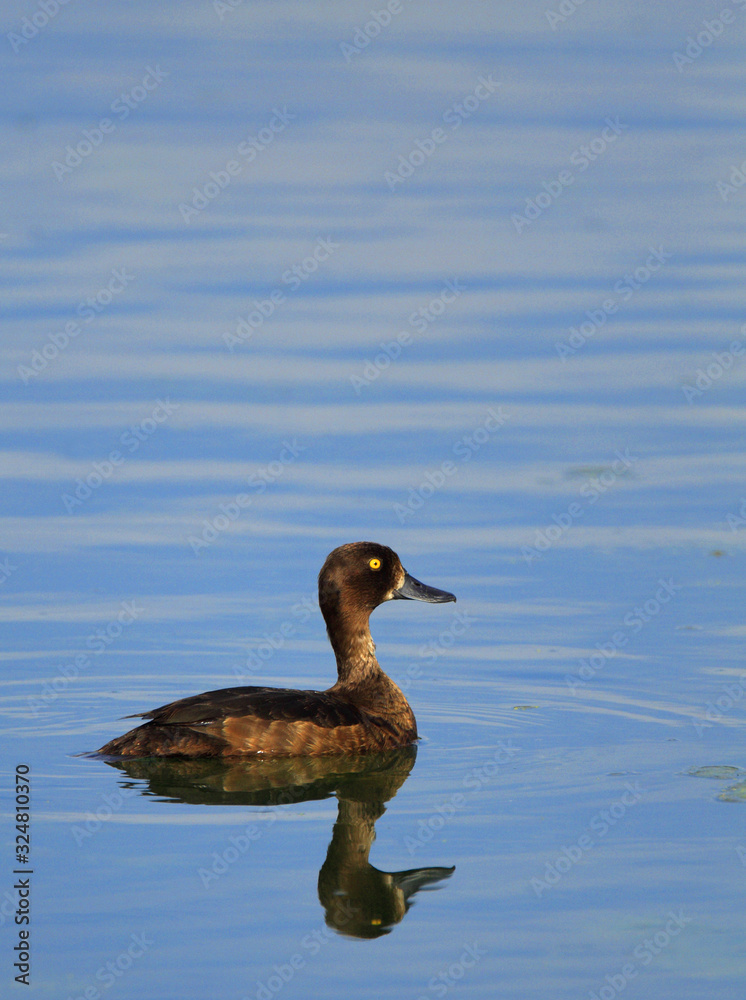 Single female Tufted Duck bird - latin Aythya fuligula - on a water surface during the spring mating season in wetlands of north-eastern Poland Single female Tufted Duck bird - latin Aythya fuligula - on a water surface during the spring mating season in wetlands of north-eastern Poland
