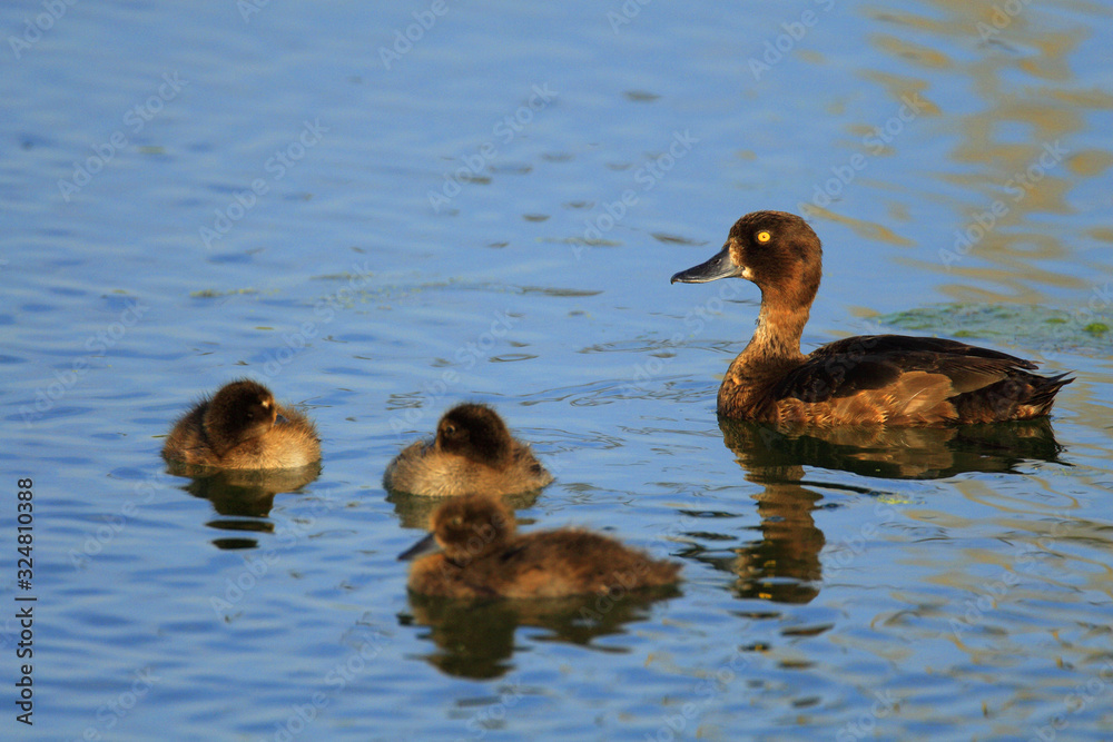Adult female Tufted Duck bird with juvenile nestlings - latin Aythya fuligula - on a water surface during the spring mating season in wetlands of north-eastern Poland Adult female Tufted Duck bird with juvenile nestlings - latin Aythya fuligula - on a water surface during the spring mating season in wetlands of north-eastern Poland