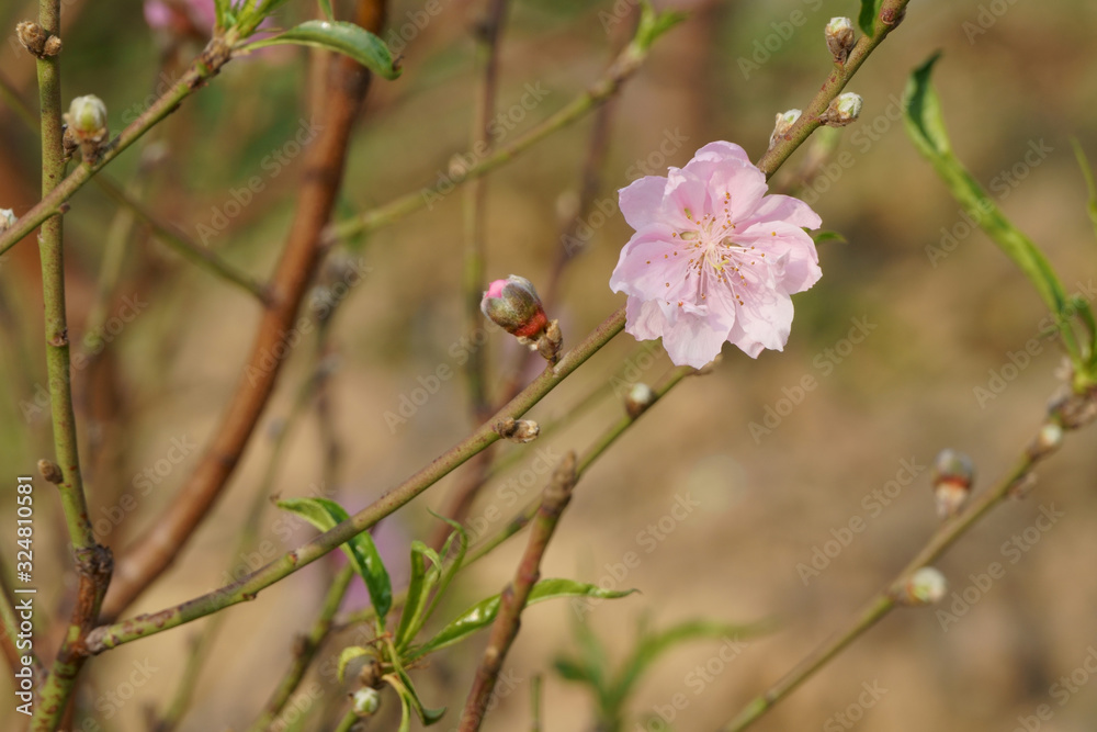 Peach blossom flower and buds in garden. Spring flower Peach blossom flower and buds in garden. Spring flower