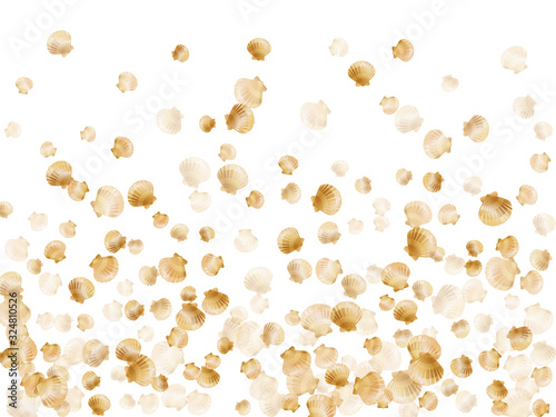 Oceanic scallop bivalve pearl shells gold mollusks