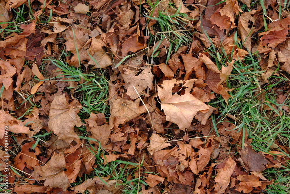 Maple leaves on the ground. Orange leaves on the ground in park. Texture, background. Maple leaves on the ground. Orange leaves on the ground in park. Texture, background.