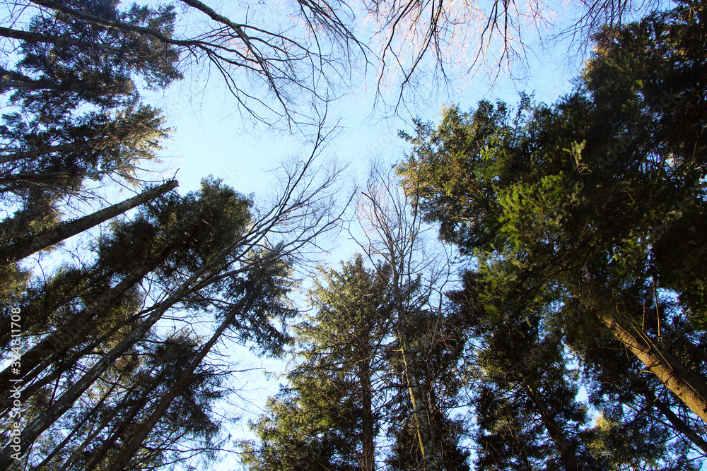 Fototapeta premium Trees against blue sky
