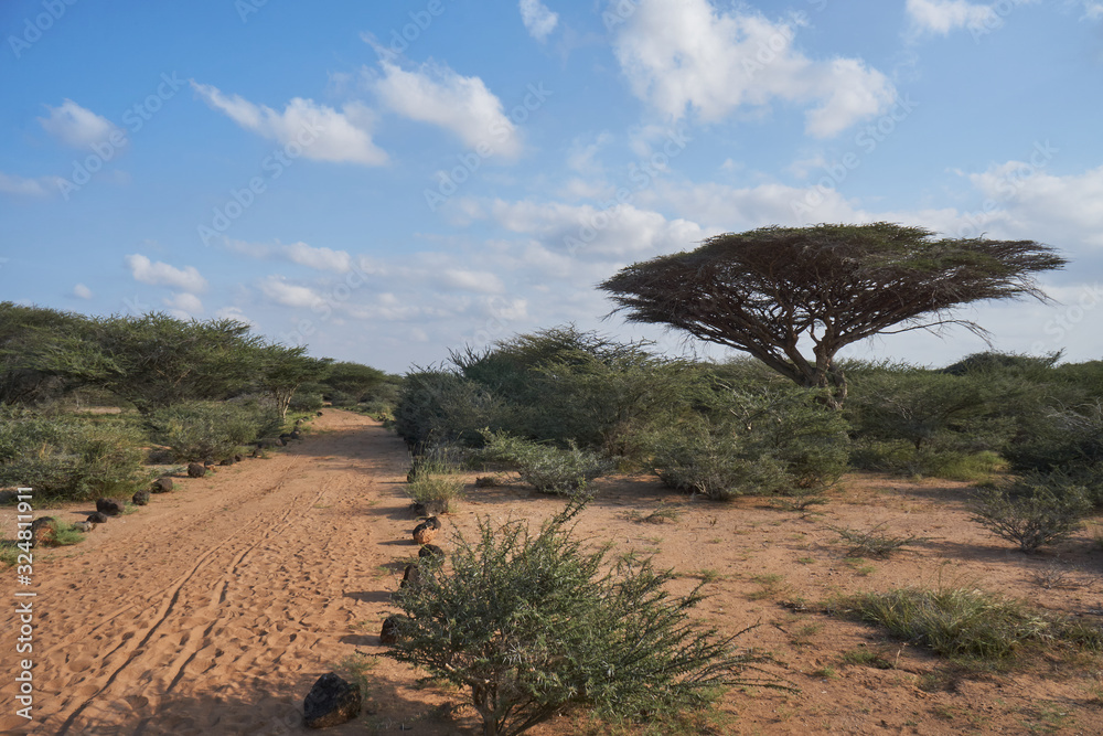 Naklejka premium Djibouti bush lands