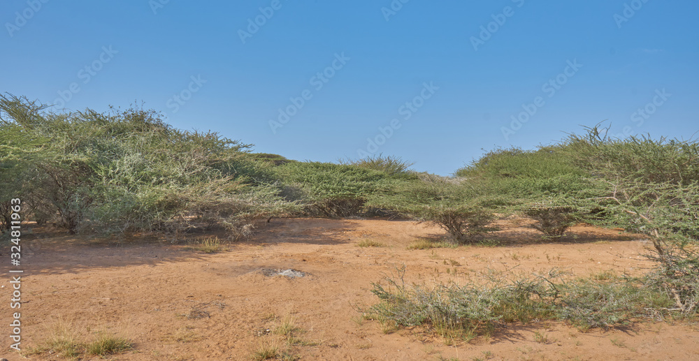 Djibouti bush lands