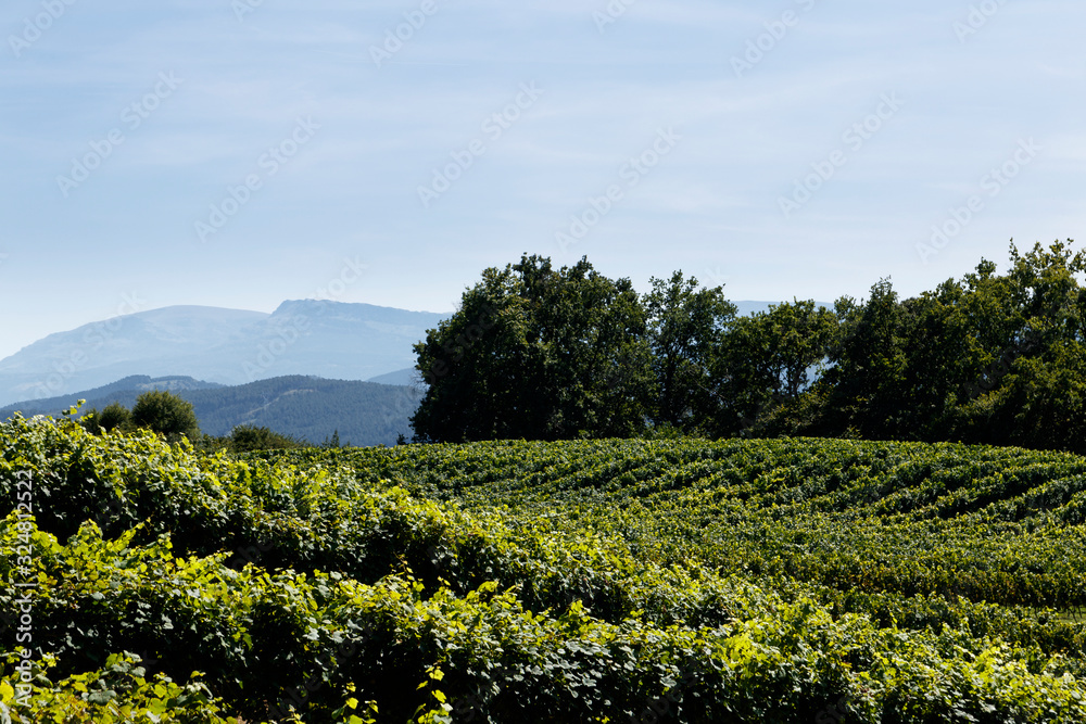 vineyard in  the north of spain