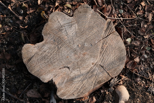 Wood stump in autumn.