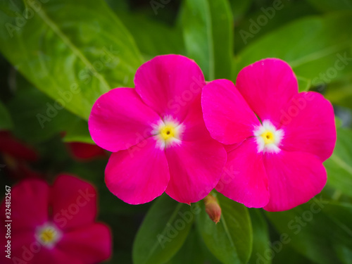 Beautiful pink watercress flower blooming in the background of a green leaf