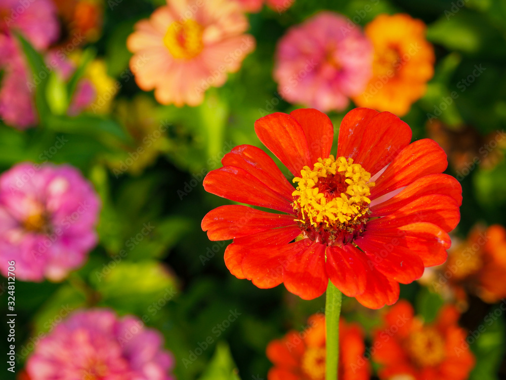 Close-up shot of bright red Zinnia flowers blooms on a blurry background of flower and leaf in the flower garden. Close-up shot of bright red Zinnia flowers blooms on a blurry background of flower and leaf in the flower garden.