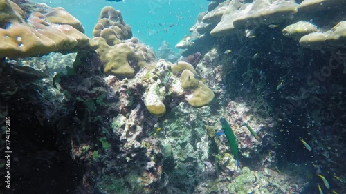 Underwater shot of giant moray hiding amongs corals at Andaman Sea. photo