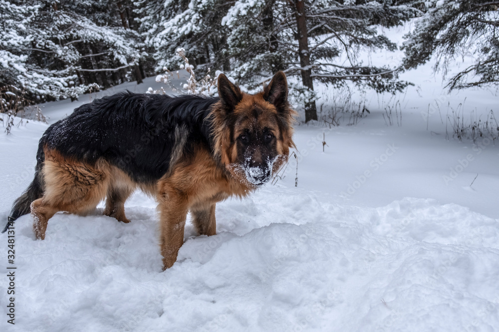 German shepherd in winter. Shepherd on snow.