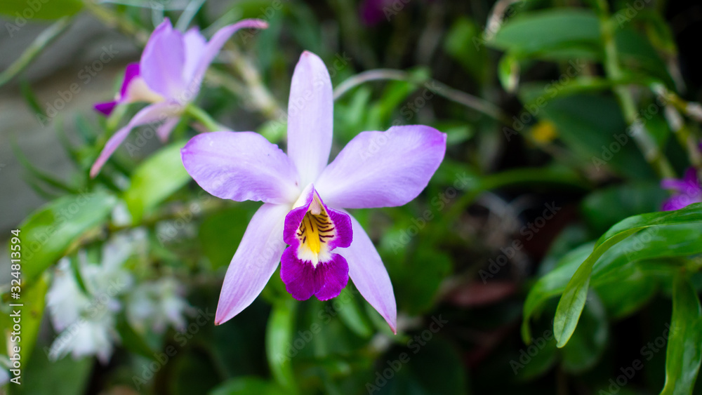 blooming purple orchid flowers in a greenhouse in botanical garden