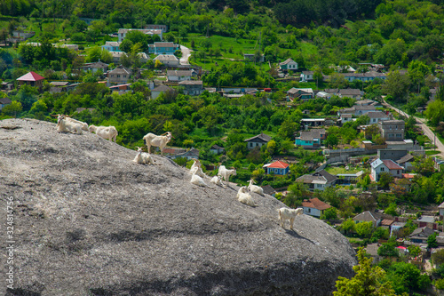 Herd of goats in the mountains in spring day photo