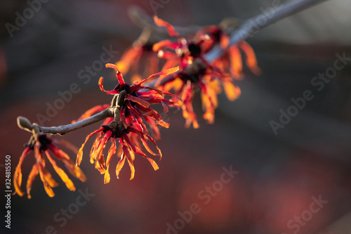 Zaubernuss Hamamelis