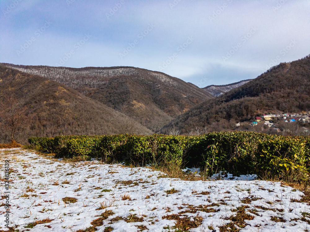 Fototapeta premium Tea bushes in the snowy mountains of the North Caucasus. View of green terraces with cut tea bushes. The most northern tea.