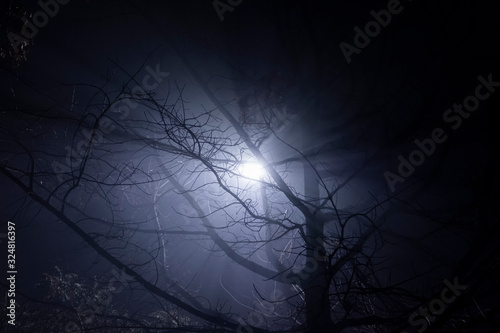 Lamp post shining through tree's branches in fog. Street light's beam in foggy night. Dense fog.