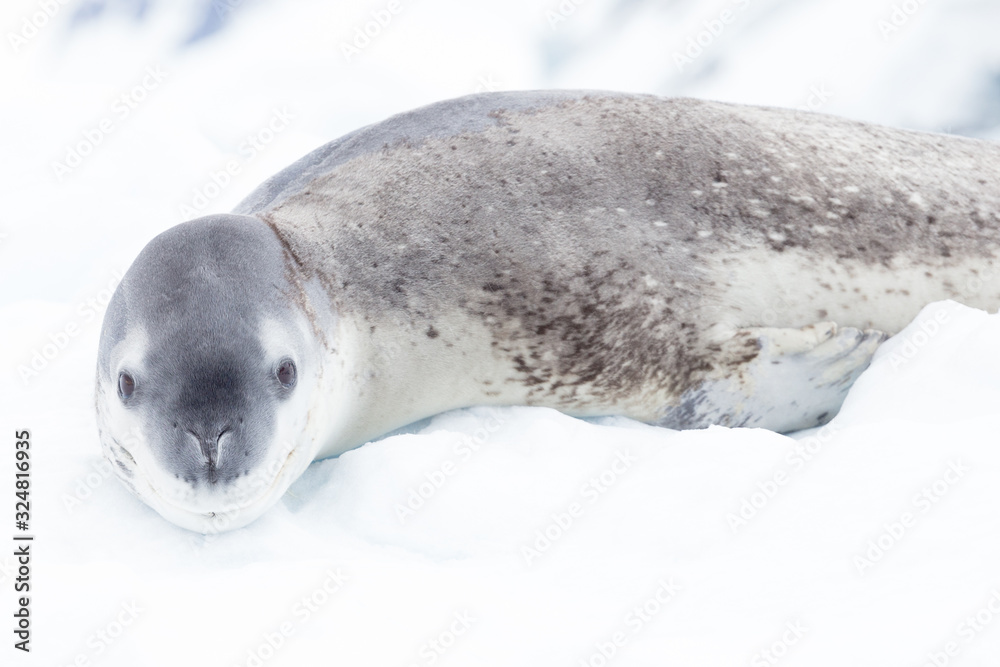 Naklejka premium The seal leopard Antarctica, seal portrait on the snow