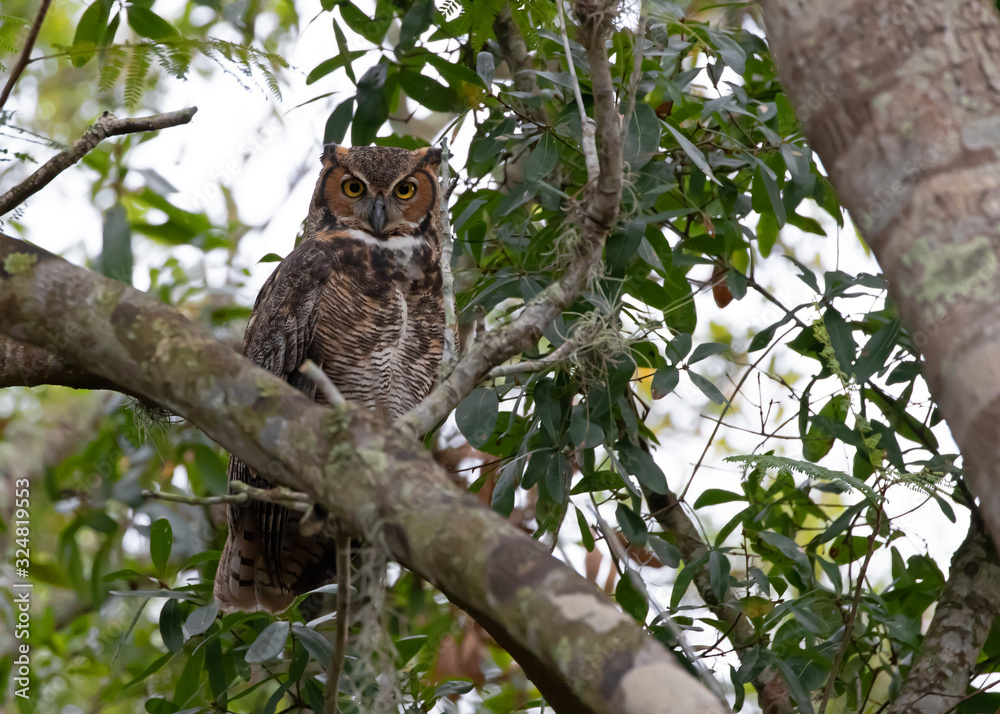 Great Horned Owl perched on an Oak tree at rest inbetween feeding during a sunny Florida afternoon, soon to be pestered by dozens of boat-tailed grackles hoping to move this Owl far from their nesting Great Horned Owl perched on an Oak tree at rest inbetween feeding during a sunny Florida afternoon, soon to be pestered by dozens of boat-tailed grackles hoping to move this Owl far from their nesting