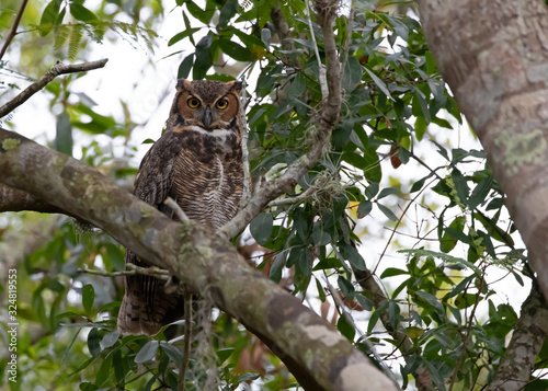 Great Horned Owl perched on an Oak tree at rest inbetween feeding during a sunny Florida afternoon, soon to be pestered by dozens of boat-tailed grackles hoping to move this Owl far from their nesting © MSBanyanRanchStudios