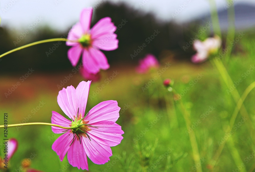 여름코스모스입니다
